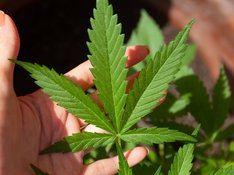 Cannabispflanze wird in einer Hand gehalten