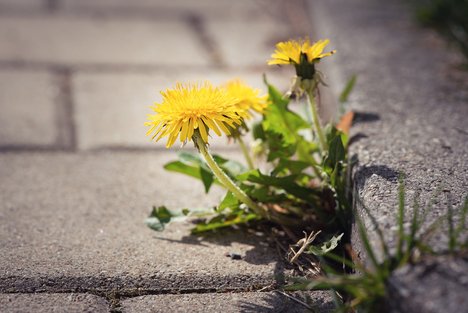 dandelion-5058469_1920.jpg